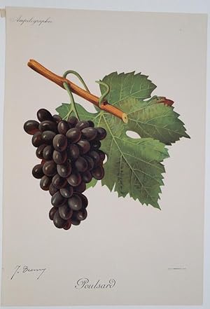 Ampelographie. Poulsard. Weintrauben. Original Chromolithographie aus Viala-Vermorels.