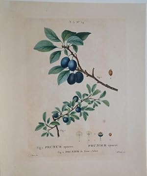 Prunus Spinosa. Prunier epineux. Prunier de Saint - Julien. Original Kupferstich.