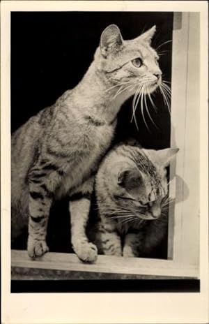 Ansichtskarte / Postkarte Zwei Hauskatzen an einem Fenster