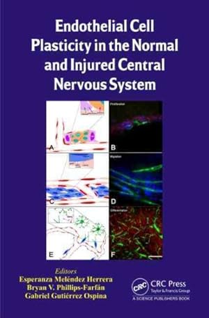 Imagen del vendedor de Endothelial Cell Plasticity in the Normal and Injured Central Nervous System a la venta por GreatBookPrices