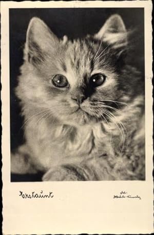 Ansichtskarte / Postkarte Hauskatze, Erstaunt, Kätzchen