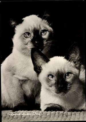 Ansichtskarte / Postkarte Zwei Hauskatzen, Zweimal schwarzer Peter, Siamesische Katzen
