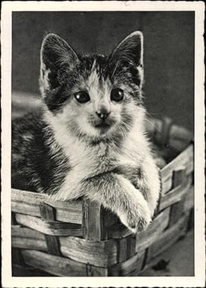Ansichtskarte / Postkarte Kätzchen in einem Korb, Hauskatze