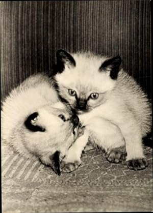 Ansichtskarte / Postkarte Zwei Kätzchen beim Spielen, Junge Siamkatzen