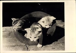Ansichtskarte / Postkarte Drei Kätzchen, Hauskatzen in einem Hut