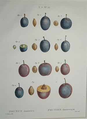 Bild des Verkufers fr Prunus domestica. Prunier domestique. Original Kupferstich. zum Verkauf von Treptower Buecherkabinett Inh. Schultz Volha