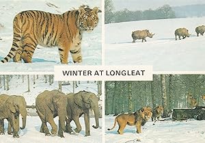 Winter At Longleat Snowy Wiltshire Tiger Lion in Snow Postcard