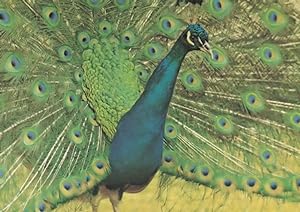Peacock At Brownsea Island Dorset Zoo 1980s Postcard