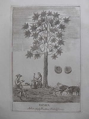 Papaya Arbor, ejusq; Fructus Nobilissimis