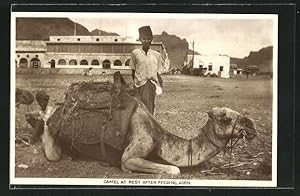 Ansichtskarte Aden, Camel at Rest After Feeding