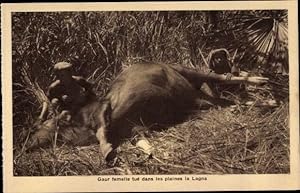 Ansichtskarte / Postkarte Gaur femelle tué dans les plaines de Lagna, Büffeljagd