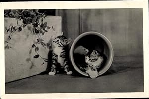 Ansichtskarte / Postkarte Zwei kleine getigerte Kätzchen