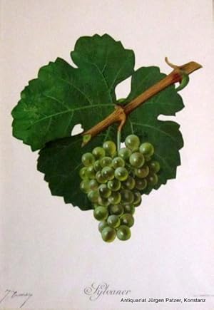 Immagine del venditore per Silvaner-Traube an Rebstck mit Weinblatt. Farbige Lithographie von J. Troncy aus Viala/Vermorel, "Trait gnral de viticulture: amplographie. Paris, Champenois, ca. 1910. Blattgr. 23,5 : 34,5 cm. venduto da Jrgen Patzer