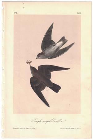 Rough winged Swallow, Plate 51