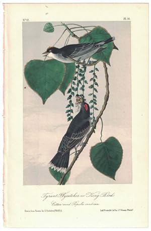 Tyrant Flycatcher or King Bird, Plate 56
