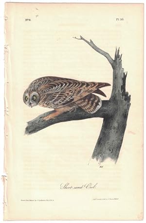 Short-Eared Owl, Plate 38