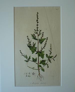 Atriplex hastata. Kol. Kupferstich Nr. 110.