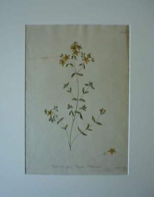 Hypericum vulgare. Common St. Johnswort. Kol. Kupferstich v. Edwards. Tafel 25.