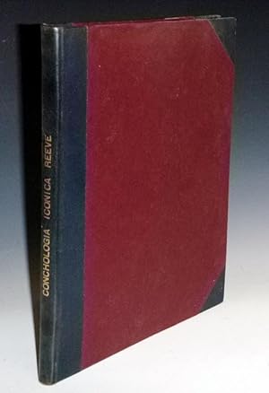 Monograph of the Genus Cypraea