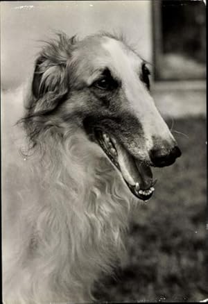 Ansichtskarte / Postkarte Barsoi, Russischer Windhund, Hundeportrait