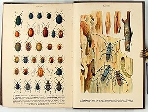 Bild des Verkufers fr Fauna Germanica. Die Kfer des Deutschen Reiches. zum Verkauf von Antiquariat Peter Fritzen