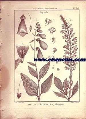 Image du vendeur pour Didynamie, Angiospermie Digitalis. Pl.525. mis en vente par Llibreria Antiquria Els Gnoms