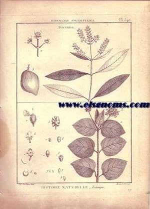 Bild des Verkufers fr Didynamie, Angiospermie Avicennia.-Lantana. Pl.540. zum Verkauf von Llibreria Antiquria Els Gnoms