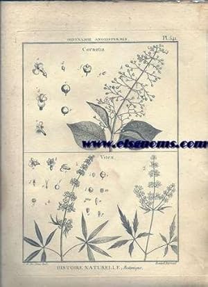 Bild des Verkufers fr Didynamie, Angiospermie Cornutia.-Vitex. Pl.541. zum Verkauf von Llibreria Antiquria Els Gnoms