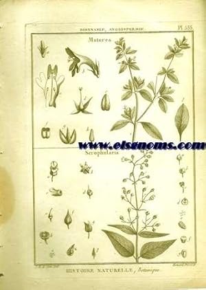 Seller image for Didynamie, Angiospermie Maturea.-Scrophularia. Pl.533. for sale by Llibreria Antiquria Els Gnoms