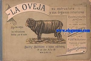 Image du vendeur pour La Oveja. Su estructura y sus rganos interiores. Representacin grfica con texto sucinto por A.Seyfferth, veterinario municipal en Frth (Babiera). Traducido al espaol por Raimundo Gaebelein. mis en vente par Llibreria Antiquria Els Gnoms