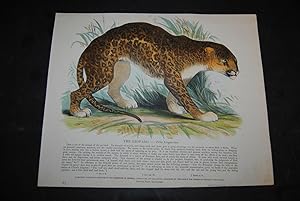 "The Leopard - Felis Leopardus.