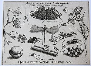 Antique print, engraving | Plants and insects. [set: ARCHETYPA STVDIAQVE PATRIS GEORGII HOEFNAGEL...