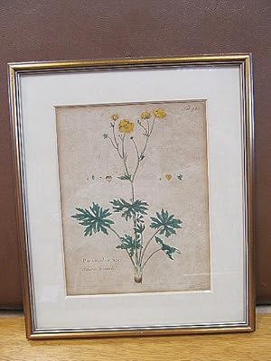 Ranunculus acer - Scharfer Ranunkel. Altkolorierter Kupferstich.Tafel 780 möglicherweise aus Curt...