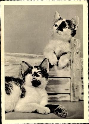 Ansichtskarte / Postkarte Zwei kleine gefleckte Kätzchen