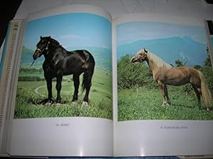 Immagine del venditore per The World's Finest Horses and Ponies. venduto da Bookstore Brengelman
