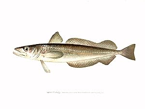 Original Denton Fish Chromolithograph, Whiting