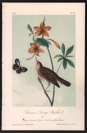 Swainson's Swamp Warbler, Plate 104