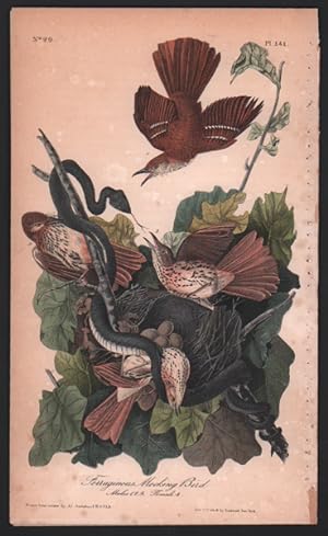 Ferruginous Mocking Bird, Plate 141