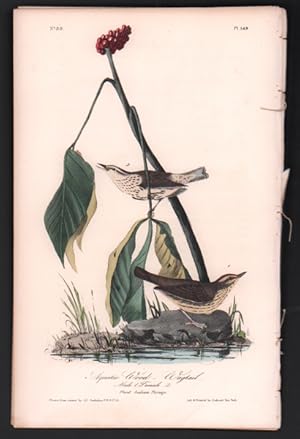 Aquatic Wood-Wagtail, Plate 149