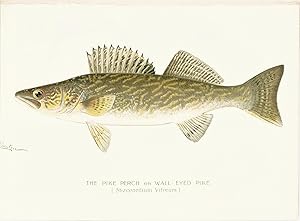 Original Denton Fish Chromolithograph, Cod (Gadus morrhua Linnaeus)