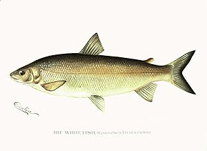 Original Denton Fish Chromolithograph, The White Fish (Coregonus Clupeiformis)