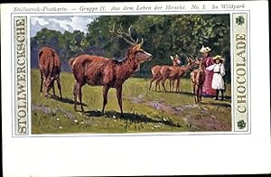 Künstler Ansichtskarte / Postkarte Aus dem Leben der Hirsche, Im Wildpark, Stollwerck Schokolade
