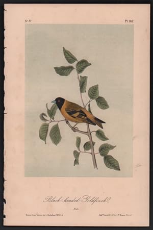 Black-headed Goldfinch, Plate 182