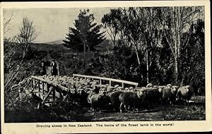 Bild des Verkufers fr Ansichtskarte / Postkarte Neuseeland, Droving sheep in New Zealand, the home of the finest lamb in the world zum Verkauf von akpool GmbH