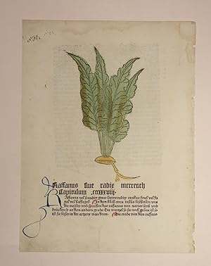 Image du vendeur pour Gart der Gesundheit (GWM 9766, Hain 8948). Blatt: Cap. Cccxxxviii Radix merretich (Meerrettich). mis en vente par Versandantiquariat Christine Laist