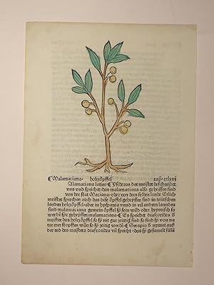 Image du vendeur pour Gart der Gesundheit (GWM 9751, H 8949). Cap.cclxvi Malamaciana holtzoepffel (Malus silvestris, Holzapfel). mis en vente par Versandantiquariat Christine Laist