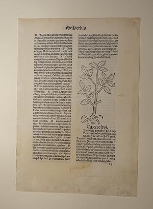 Bild des Verkufers fr Hortus sanitatis (GW 13548, HC 8944). Cap. CCCCLXVI Tamariscus domesticus (deutsche Tamariske, Myricaria germanica, Rispelstrauch, Ufer-Tamariske) und Cap. CCCCLXVII Tamariscus agrestis (Tamariske). zum Verkauf von Versandantiquariat Christine Laist