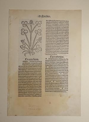 Bild des Verkufers fr Hortus sanitatis (GW 13548, HC 8944). Cap. CCCCLXXVI Trifolium (Ysidorus, Weiklee, Kriechklee) und Cap. CCCCLXXVII Tribulus (Byasio, Burzeldorn, Erdsternchen, Tribulus terrestris). zum Verkauf von Versandantiquariat Christine Laist