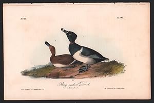 Ring-necked Duck, Plate 398