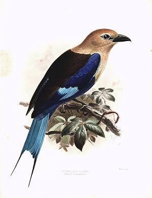 Seller image for Bluebellied Roller (Coracias cyanogaster) Hand-Colored Plate for sale by Natural History Books